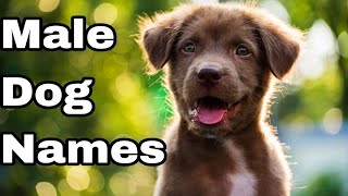 Best MALE Dog Names Ideas 2024  Unique amp Cute Boy Dog Names india [upl. by Ylrebmi]