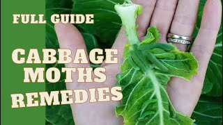 Get Rid of CABBAGE Moths amp pest caterpillar II [upl. by Coffee227]