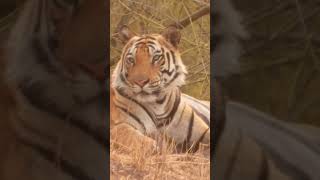 Tigers of bandhavgarhBandhavgarh national park bandhavgarhtigerreserve shorts youtubeshorts [upl. by Ymmaj]