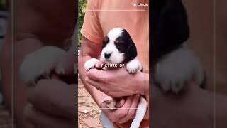 Why are you taking a picture of me puppy shorts puppy springerspaniel [upl. by Enilhtak]