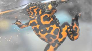 Captain the Fire Belly Toad HD [upl. by Kedezihclem]