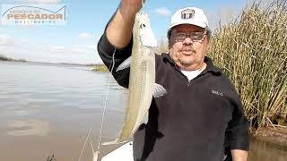 PARANA GUAZU PESCA DE SARDINAS Y PEJERREYES  826 [upl. by Frydman]