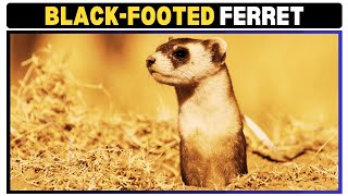 The Remarkable Resilience of the BlackFooted Ferret A Conservation Success Story [upl. by Yesnek]