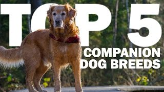 Top 5 Companion Dog Breeds [upl. by Ititrefen]