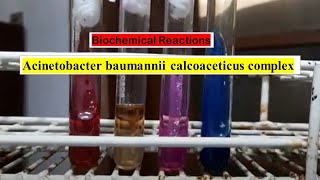 Biochemical Tests of Acinetobacter baumannii calcoaceticus complex Demonstration [upl. by Loferski]