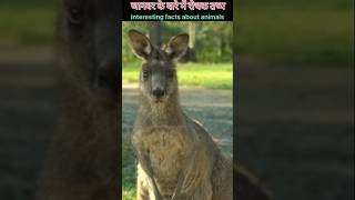 Amazing facts about animals 🤯  Random facts  mind blowing facts in hindi facts shorts [upl. by Nahttam]