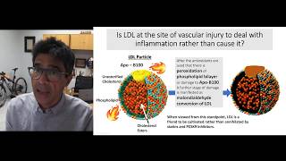 Is oxidized LDL an injured firefighter or an arsonist [upl. by Babbie]