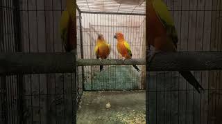 sun conure talking 401 sunconure smallparrot talkingparrot talkingbird birdtricks petparrots [upl. by Jim]