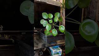 Pilea Peperomioides Transplant garden [upl. by Llevra]