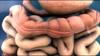 3D Medical Animation  Peristalsis in Large IntestineBowel  ABP © [upl. by Ttenrag]