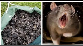 Rats have infested Australia with thousands of dead rats poisoning waterways [upl. by Haneekas]