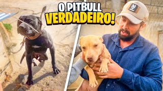 O VERDADEIRO Pitbull  Cão de combate [upl. by Baynebridge699]