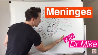 2Minute Neuroscience The Meninges [upl. by Einhpad611]