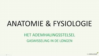 Gaswisseling in de longen [upl. by Etac]