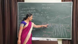 BSc 1st Year Zoology Phylum Coelentrata Physalia by Mrs Prathiba Jain DVLM College [upl. by Pinkham836]