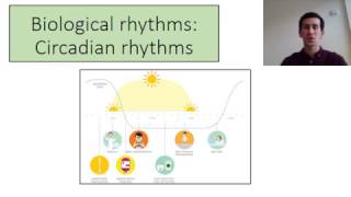 biopsychology Circadian rhythms [upl. by Spenser]