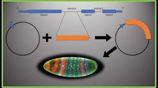 Intronic Probes  MASTERCLASS Designing intronic FISH probes [upl. by Nims435]