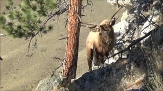 Central Montana Archery Elk hunt [upl. by Ecnirp]