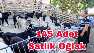 Satılık 145 Adet Kurbana Yetişecek Oğlak  Bu Hayvanlar Kaçmaz [upl. by Ahcire572]