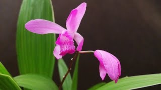 Orquídeas Terrestres Cuidados Actualización del trasplante de Bletilla striata [upl. by Ohaus]