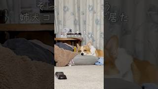 母に怒られたそっちゃんの側にいつの間にか優しいく寄り添うココちゃん。母にそっちゃんいじめちゃダメ❗️って言ってるみたい2人の絆がしっかりあるんだなと感じた母なのでした😌 コーギー 犬と子供 [upl. by Obed]