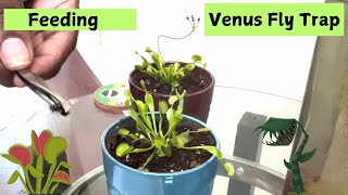 Feeding my Venus Fly Trap [upl. by Kelwin]