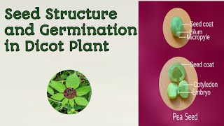 Dicot Seed Structure [upl. by Adyan138]