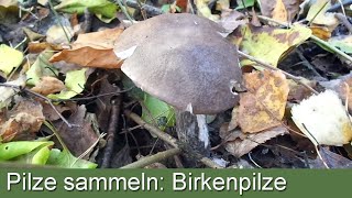 Pilze sammeln Birkenpilze [upl. by Animor944]