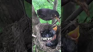 Why birds eats their babies poop shorts science [upl. by Skinner]