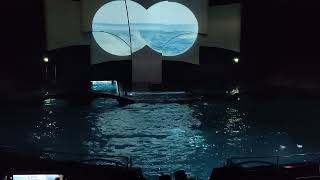 Dolfinarium Video2 Harderwijk Netherlands [upl. by Woodward]