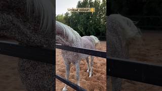 Unique colour in arabian horse horse ghoda pets animals horselover horseracing [upl. by Ynej147]