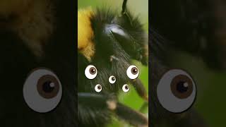 ¿Sabías que las abejas tienen 5 ojos 🐝​ [upl. by Ehcor]