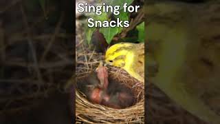 “Yellowhammer’s Silly Secrets Fun Facts for you”shorts critterchronicles [upl. by Chrystal979]