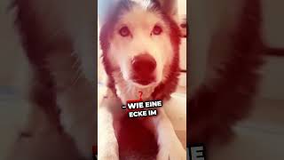 Dieser eine Tag hund tierliebe wissenswert hunde tiere doglover [upl. by Ahsekin]