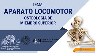 Aparato Locomotor Osteología de Miembro Superior [upl. by Nilad519]