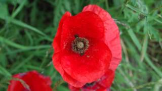 The Archers Remembrance Sunday Service 2014 [upl. by Marks]