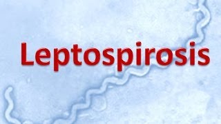 Leptospirosis [upl. by Katine]