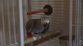 Why This Parrot is in Witness Protection [upl. by Kletter]