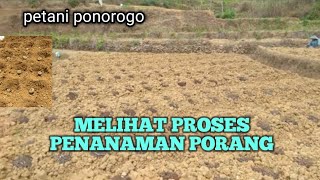 MELIHAT PENANAMAN PORANG PARA PETANI DIPELOSOK DESA [upl. by Annavoj]