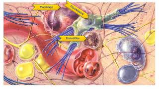 Organización del Cuerpo Humano Nivel Tisular [upl. by Freudberg]