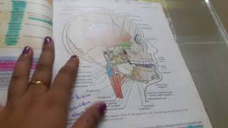 ANATOMY NOTES AND GUIDELINES Pt 1 [upl. by Madda]