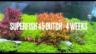 Superfish 45 Dutch Aquascape  4 weeks [upl. by Ellen]