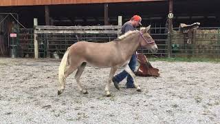 Sold 55 dun mare mule 500 [upl. by Ainos]