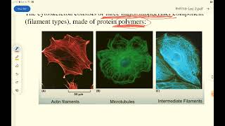 biophysics lecture2 dentistry gu  Eucaryotic cell and cytoskeleton [upl. by Nazar]