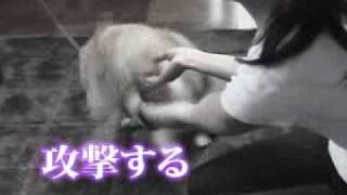 犬のしつけ方「噛む」「無駄吠え」の改善 [upl. by Nbi82]