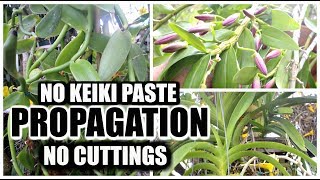 Orchid Propagation Without Cuttings or Keiki Paste [upl. by Argus847]