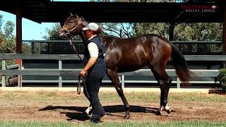 Middlebrook Valley Lodge  Lot 8  Dissident x Ajamais FR  Colt [upl. by Younger562]