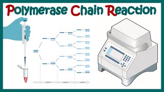 polymerase chain reaction  PCR  What are the 3 main steps in a PCR reaction [upl. by Adnorat]