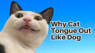 Why Do Cat Tongue Out Like A Dog [upl. by Phila]