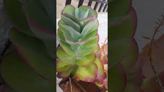 Santa PolaAmazing kalanchoe giant [upl. by Letnuahs577]